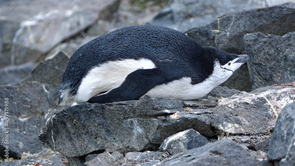 Fototapeta premium Chinstrap penguin (Pygoscelis antarcticus) lying down on Half Moon Island, Antarctica