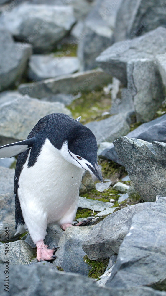 Fototapeta premium Chinstrap penguin (Pygoscelis antarcticus) walking on Half Moon Island, Antarctica