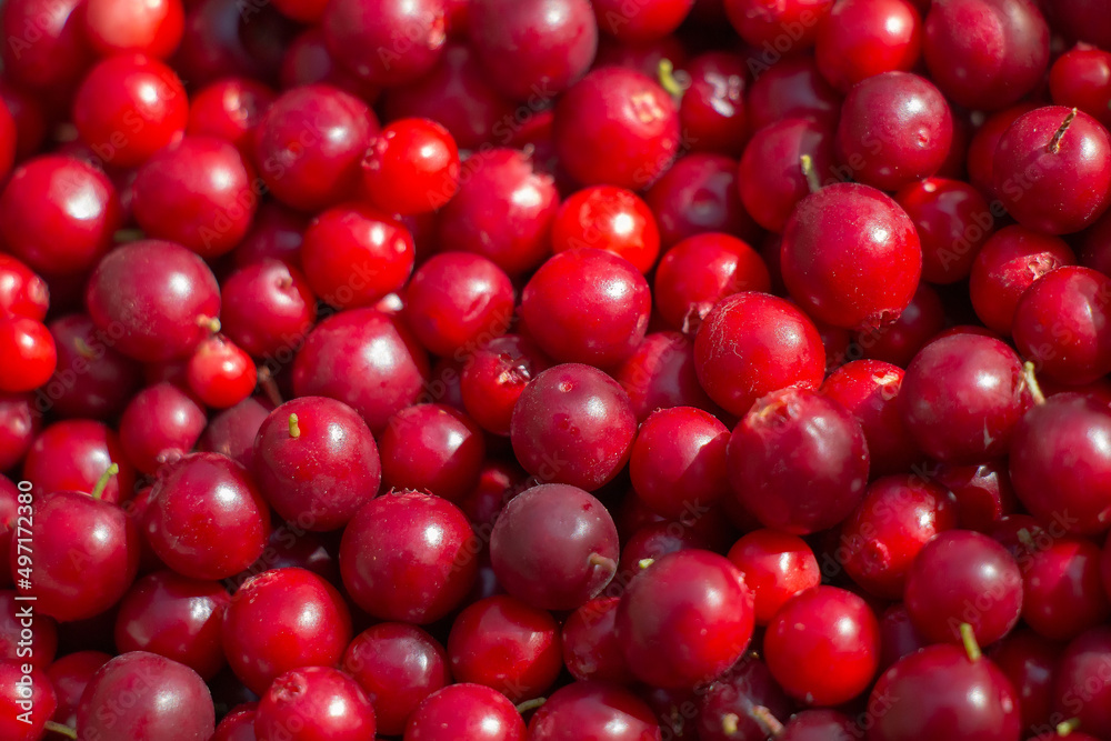Red wild ripe cranberry close-up view Red wild ripe cranberry close-up view