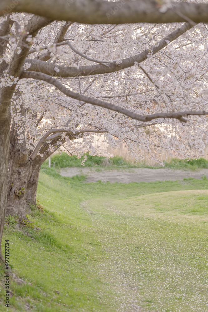 夕暮れの桜並木