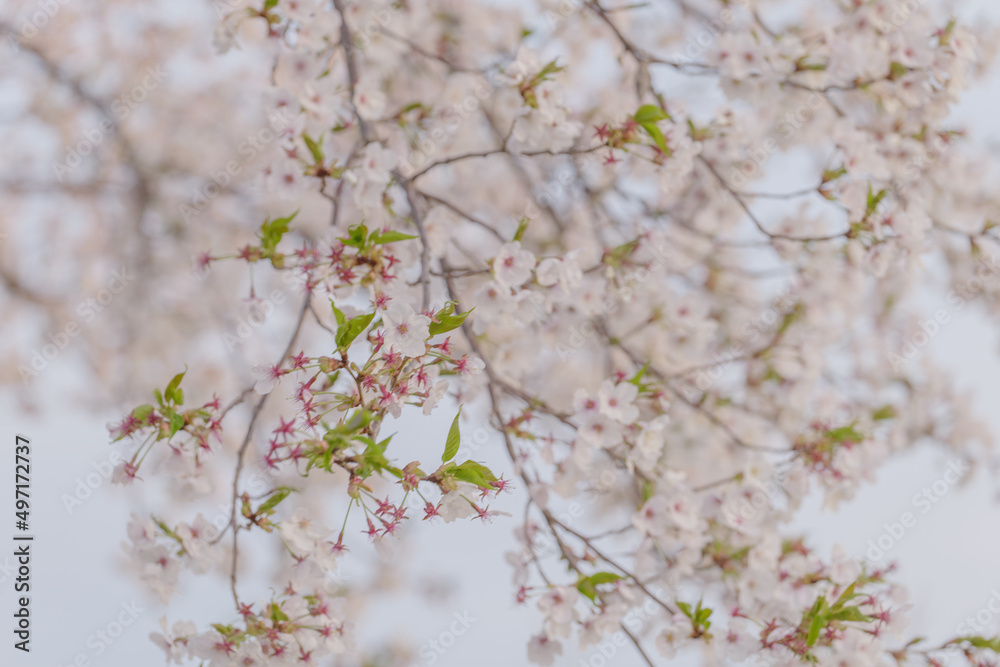 Fototapeta premium 満開の桜と夕暮れ