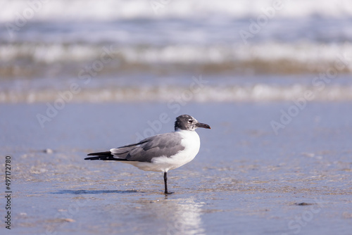 Seagull in the sand on the beach