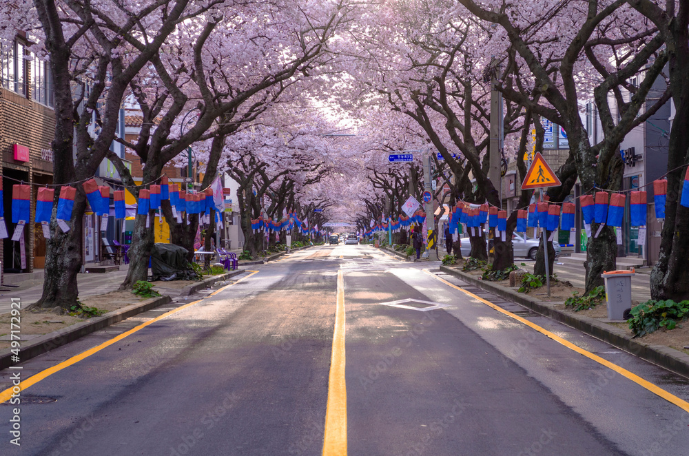 벚꽃길 벚꽃길
