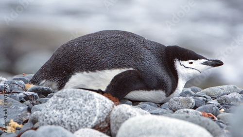 Fototapeta Naklejka Na Ścianę i Meble -  Chinstrap penguin (Pygoscelis antarcticus) lying down on Half Moon Island, Antarctica
