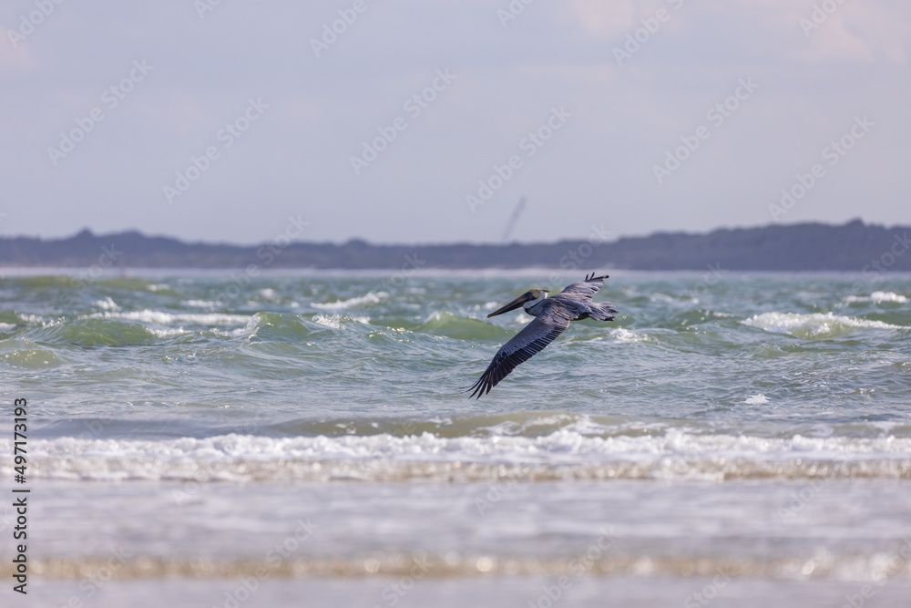 Pelican flying over the ocean