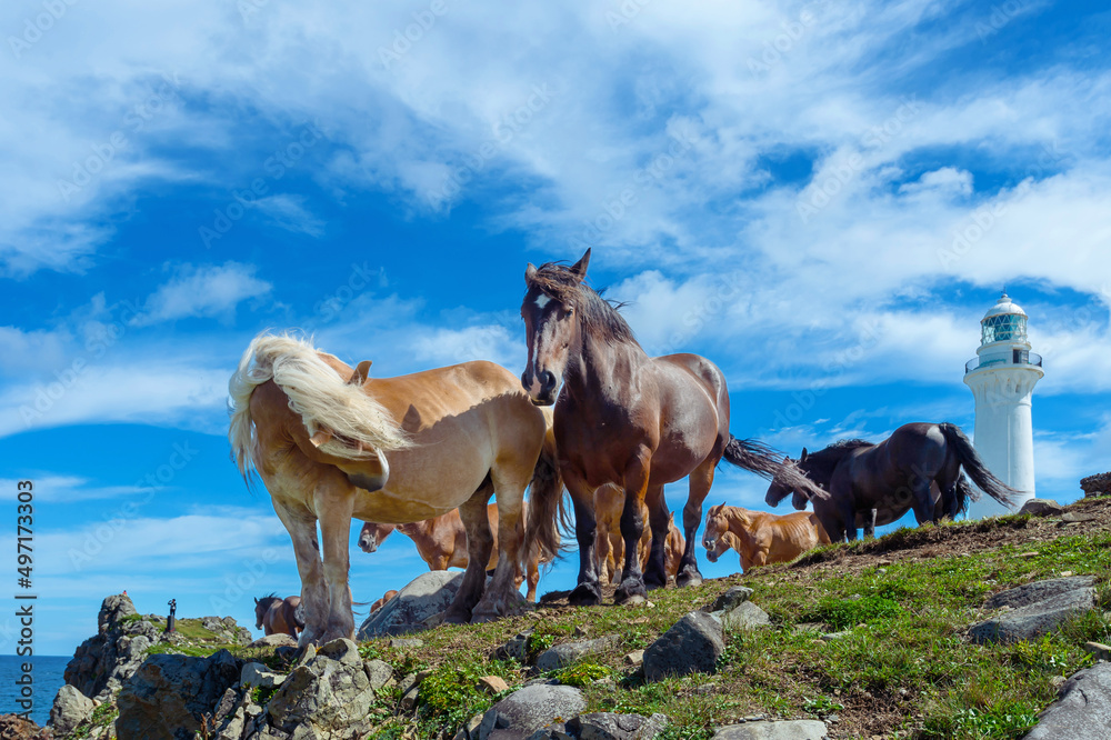 Fototapeta premium 【青森県下北半島尻屋崎】白亜の灯台と寒立馬のいる風景