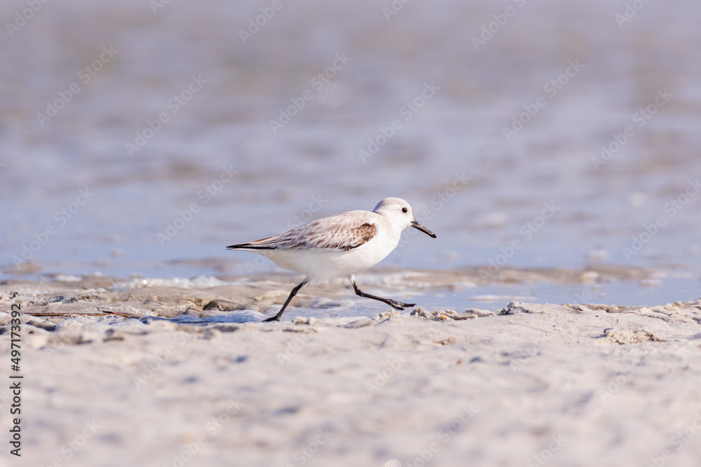 Plover, small wading bird running in the sand on the beach
