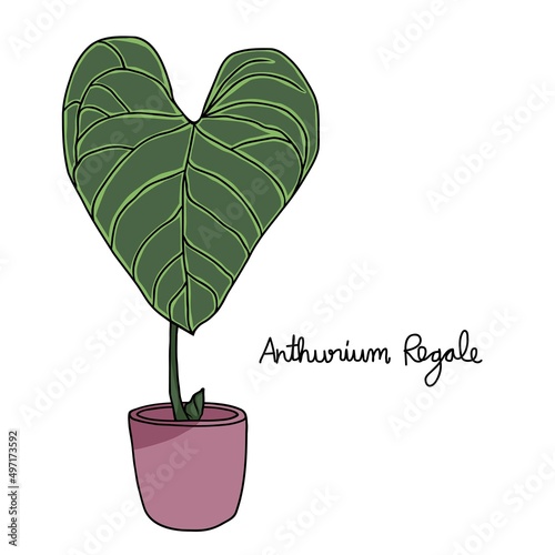 Anthurium Regale plant drawing vector illustration