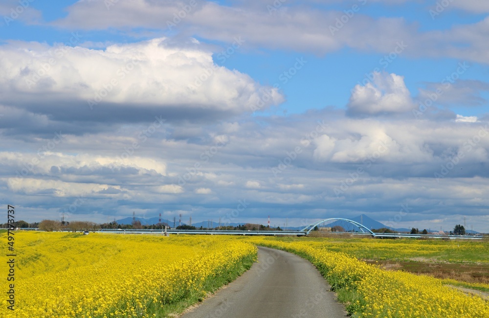 Obraz premium 菜の花の堤防道を歩く 気持ち良い春の渡良瀬 風景