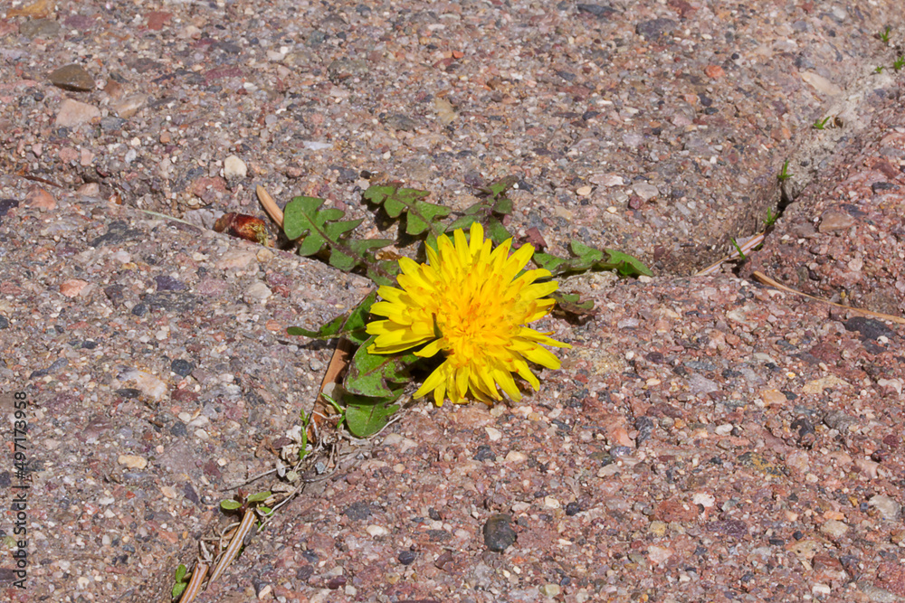 Yellow spring dandelion with green leaves growing from pavement tiles close up background texture photo. Growth or perseverance concept. Outdoors city street urban environment. Garden path. Yellow spring dandelion with green leaves growing from pavement tiles close up background texture photo. Growth or perseverance concept. Outdoors city street urban environment. Garden path.