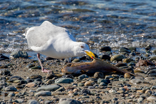 Glaucous Winged Gull Enjoys a Meal of Pacific Sand Dab photo