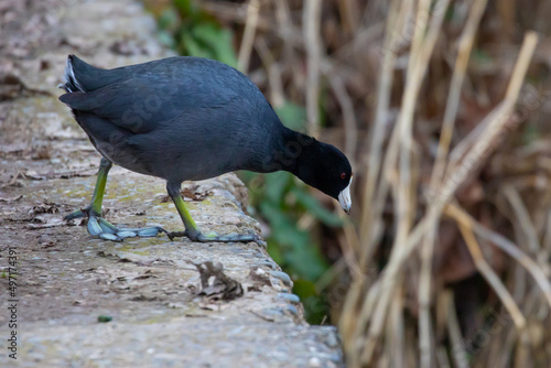 American Coot Heading Back to Green Lake in Seattle photo