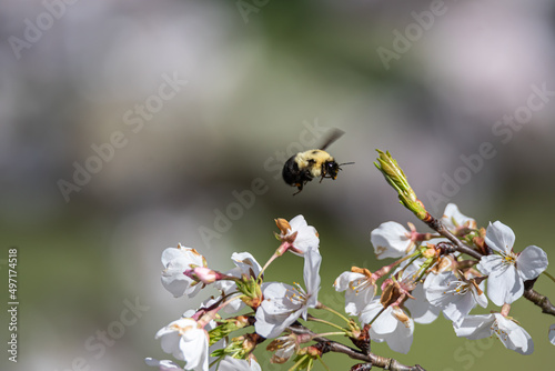 Bumble Bee Flying over Cherry Blossoms