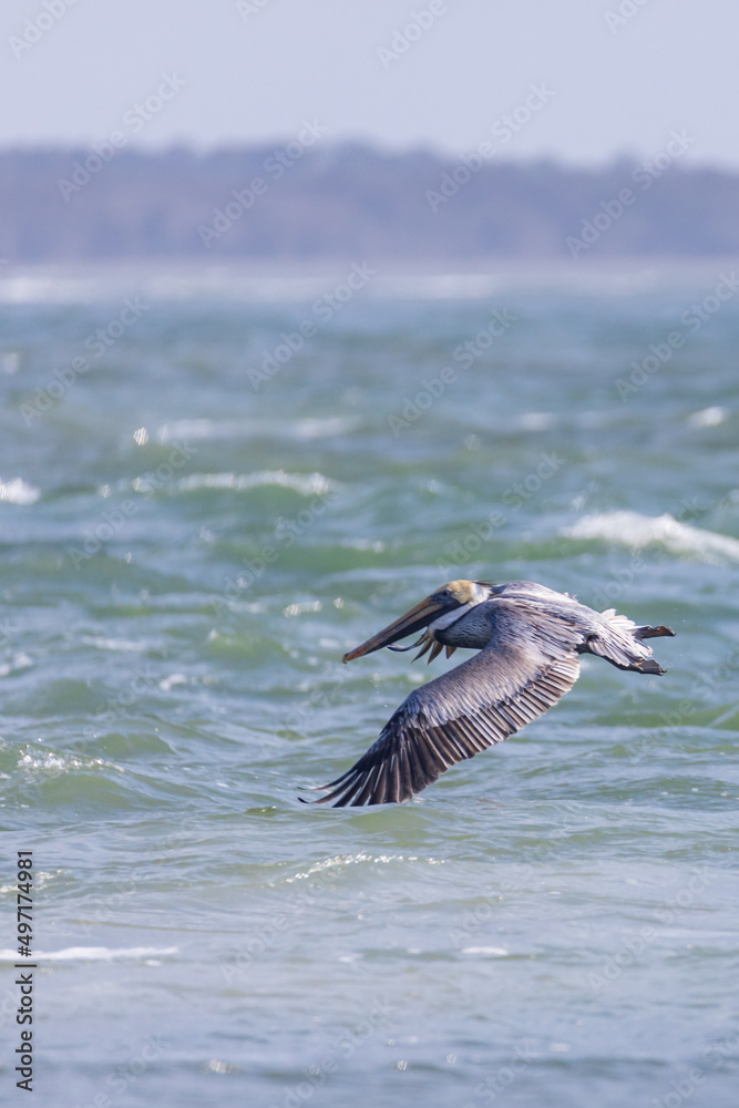 Pelican flying over the ocean