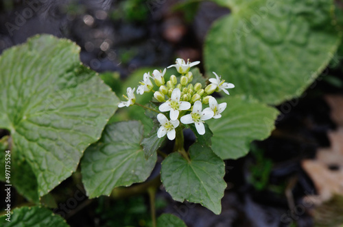 ワサビの花（北海道・鶴居村）
