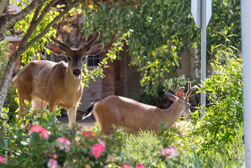 Photography Young Suburban Black-tailed Mule Deer Buck in Velvet Eating Plants in Flower Bed