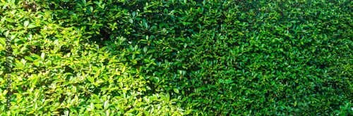 Banner view  green environment nature background © boyhey
