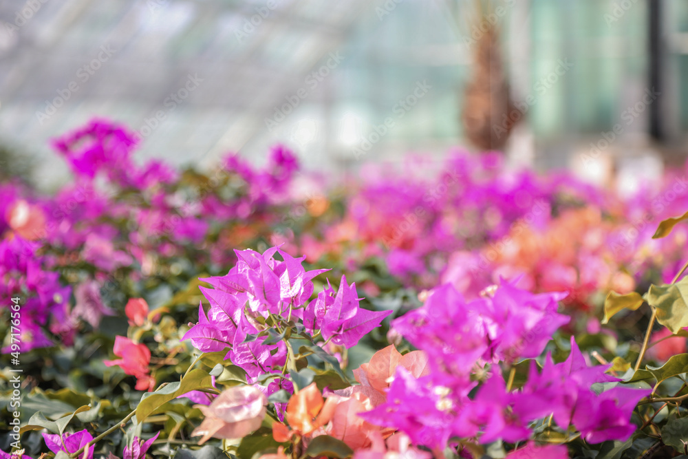 Obraz premium Flower in greenhouse