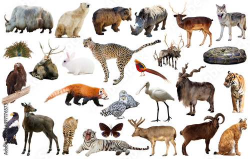 Set of various asian isolated wild animals including birds  mammals  reptiles and insects
