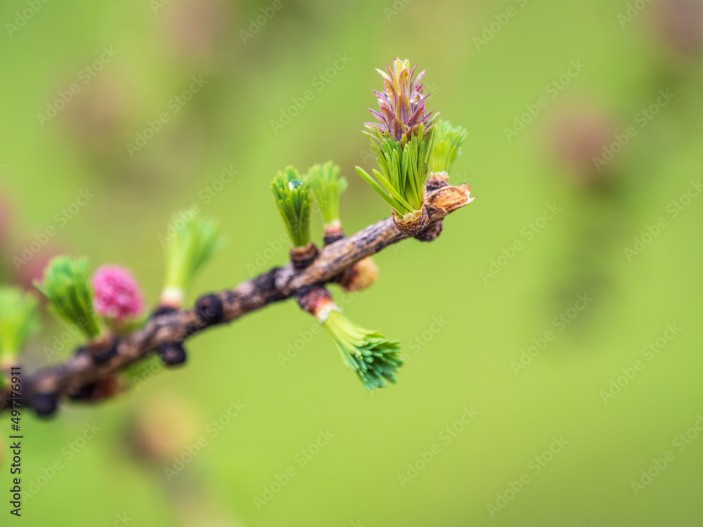 Larch tree fresh pink cones blossom at spring on nature background Larch tree fresh pink cones blossom at spring on nature background