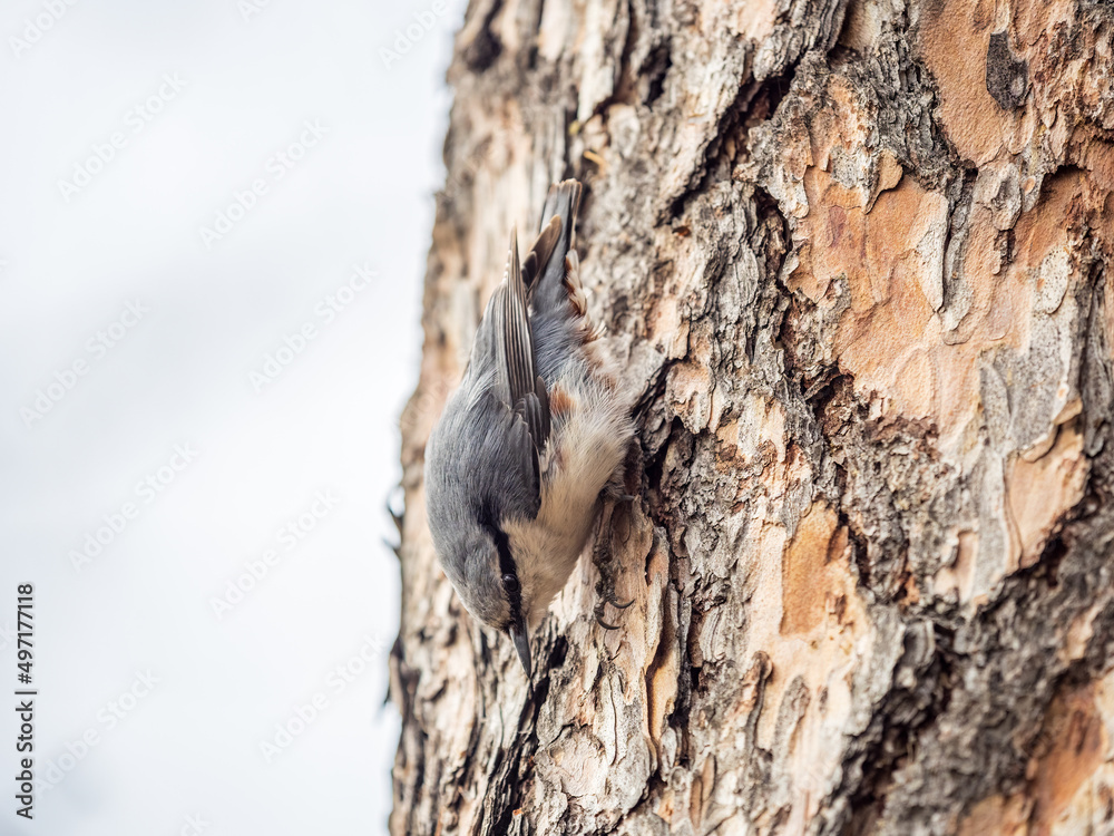 Eurasian nuthatch or wood nuthatch, lat. Sitta europaea, sitting on a tree trunk with a blurred background. Eurasian nuthatch or wood nuthatch, lat. Sitta europaea, sitting on a tree trunk with a blurred background.