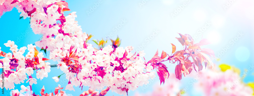 Beautiful branch of blossoming tree in spring. Beautiful branch of blossoming tree in spring.