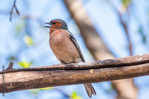 Common chaffinch, Fringilla coelebs, sits on a branch in spring on green background. Common chaffinch in wildlife.