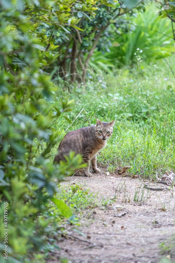 Naklejka premium Stray cat in park, outdoor