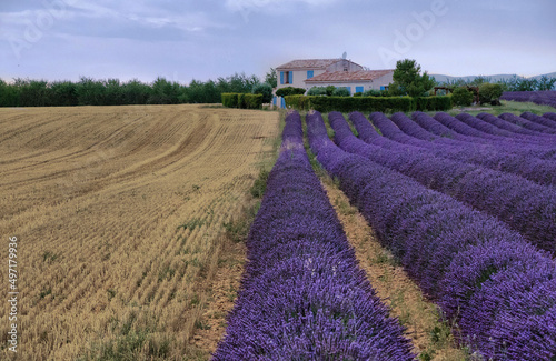 Blooming lavender fields in Provence