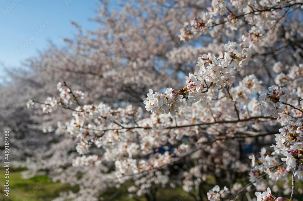 笠原桜公園の桜 笠原桜公園の桜