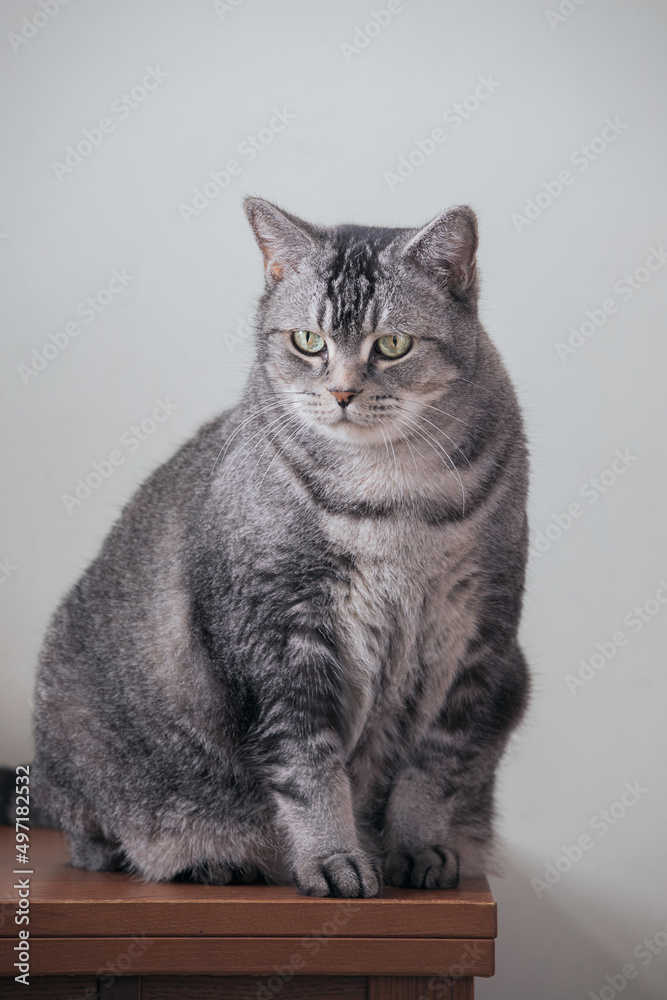 Portrait of a grey cat, still