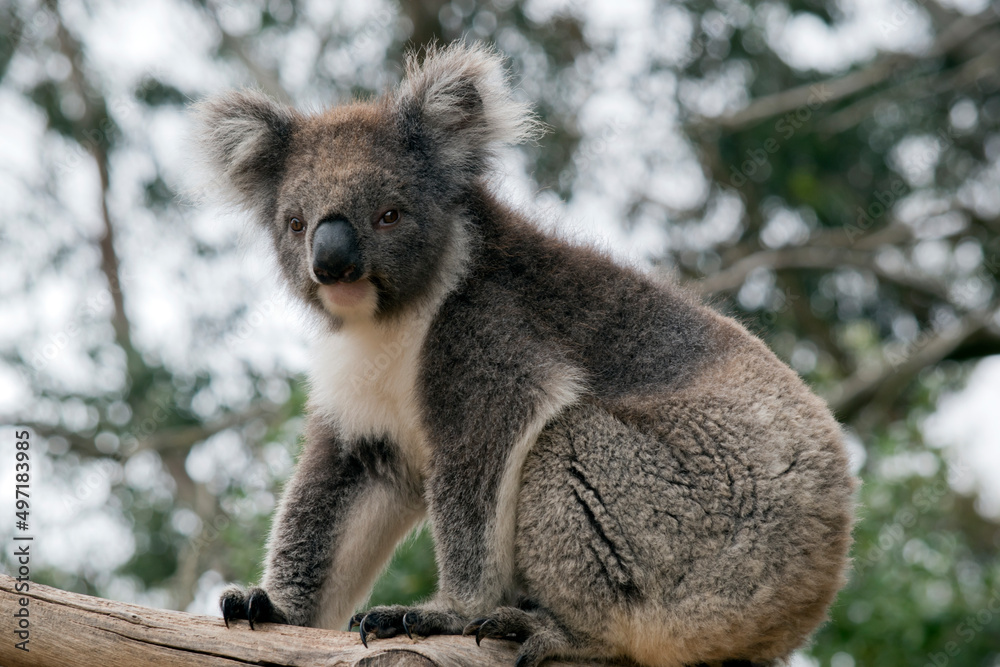 Fototapeta premium the koala is sitting on a tree branch