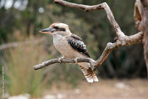 the laughing kookaburra is sitting on a tree branch photo