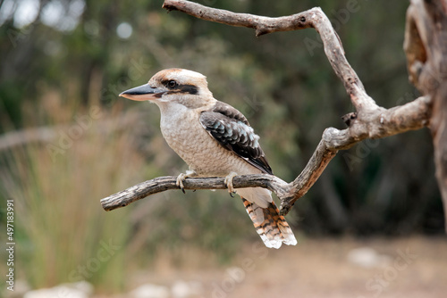Tableau sur toile the laughing kookaburra is sitting on a tree branch