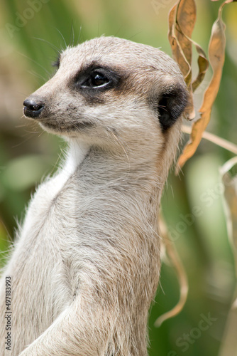 this is a close up of a meerkat