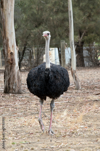 the ostrich is a tall bird with a long neck and legs that can not fly, its body feathers are black his neck is grey with white and cream tail