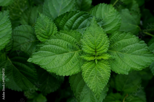 Wallpaper Mural Nature green leaf background, green leaves texture , natural background and wallpaper. Torontodigital.ca
