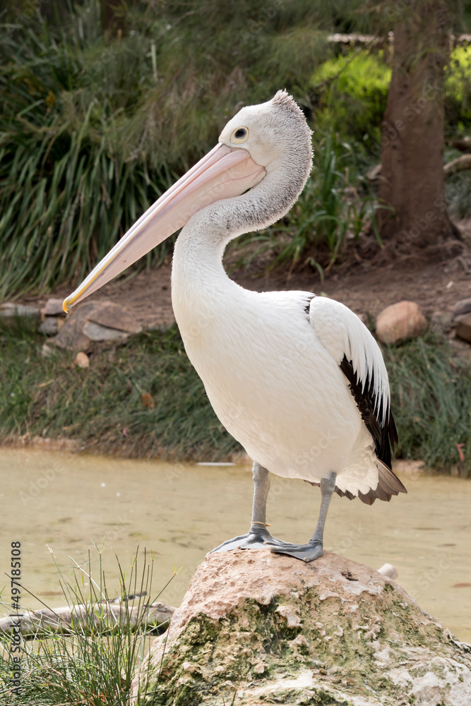 the Australian pelican is a black and white sea bird the Australian pelican is a black and white sea bird