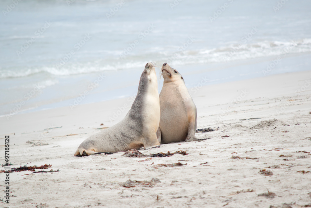 Obraz premium the sea lions are on the beach at Seal Bay