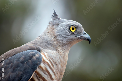 this is a close up of a pacific baza
