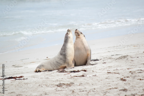 the sea lions are on the beach at Seal Bay