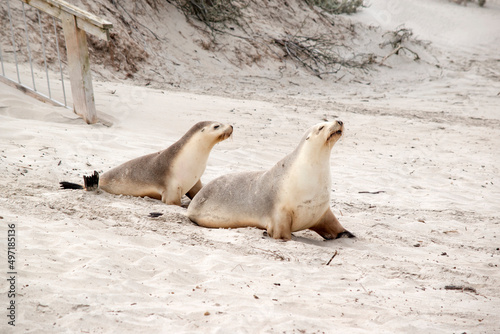 the sea lion pup is following its mother down the beach
