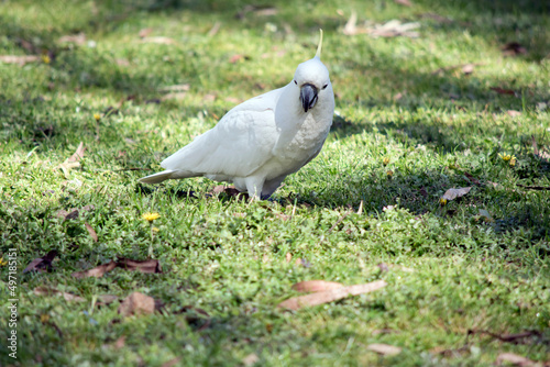 the sulphur crested cockatoo is walking on the grass looking for food