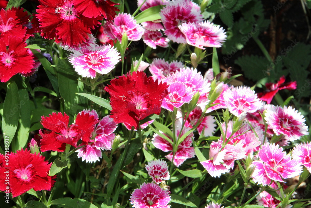 red and white flowers red and white flowers