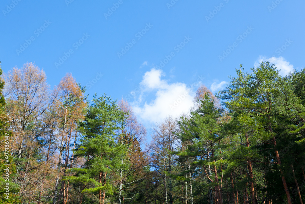 View of treetop of tall green trees in forest with clear blue sky in summer.