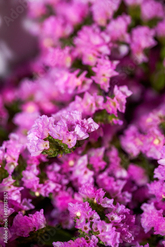 Gypsophila flowers of various colors for sale in a flower shop