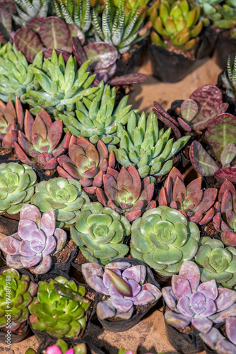 Close-up of various succulents for sale in a flower shop