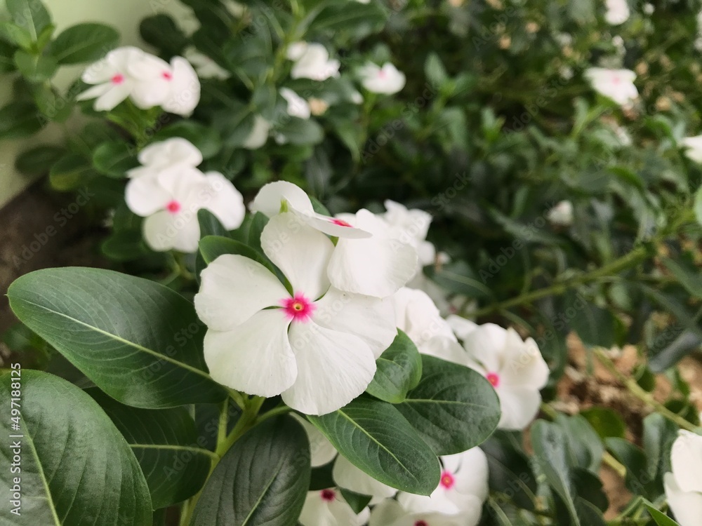 beautiful flower white and pink color with leaf green nature background fresh natural for flyer, poster and etc beautiful flower white and pink color with leaf green nature background fresh natural for flyer, poster and etc