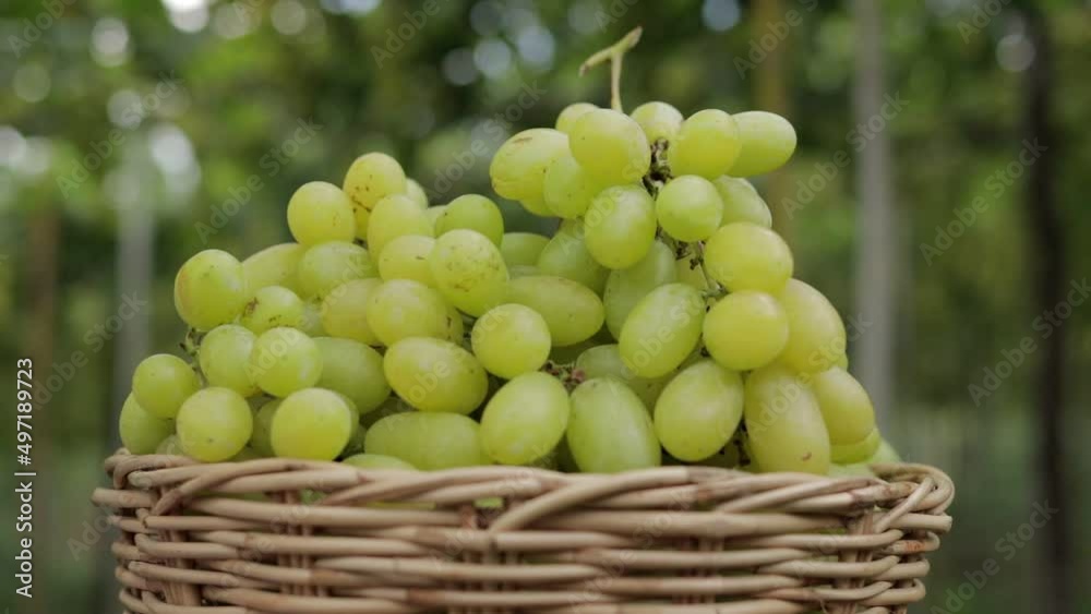Close-up of green grapes in a wooden basket. Organic grape farming concept. Green grapes, golden yellow, sweet, fragrant, crispy, fresh from the tree. organic food. Close-up of green grapes in a wooden basket. Organic grape farming concept. Green grapes, golden yellow, sweet, fragrant, crispy, fresh from the tree. organic food.