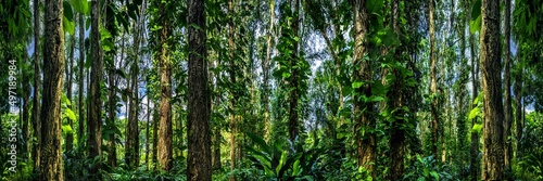 Thick woods. Panoramic view of the woods. Tropical rain forests. photo